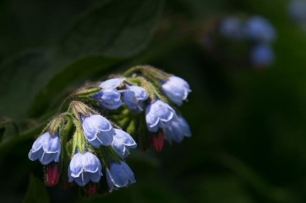 Прикрепленное изображение: pulmonaria.jpg