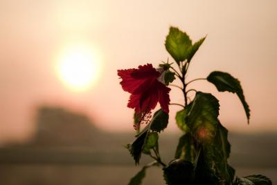 Прикрепленное изображение: spring_on_windowsill_1.jpg