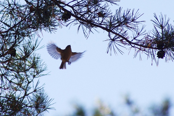Прикрепленное изображение: Сосновый колибри.jpg