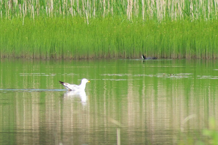 Прикрепленное изображение: Birds_21_0003.JPG