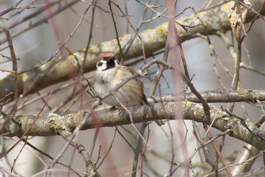 Прикрепленное изображение: Birds_05_21_0004.JPG