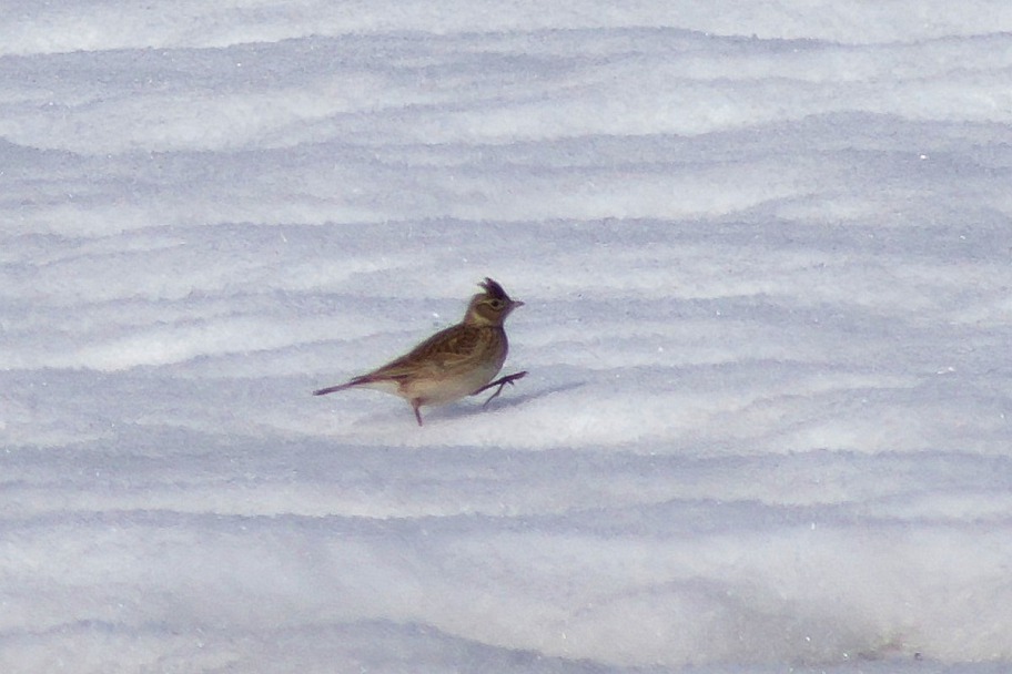 Прикрепленное изображение: Birds_04_2021_0024.jpg