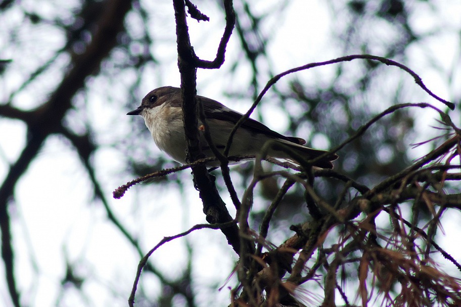 Прикрепленное изображение: Birds_21_0002.JPG