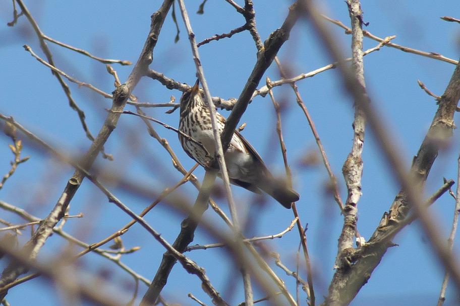 Прикрепленное изображение: Birds_04_21_0002.JPG