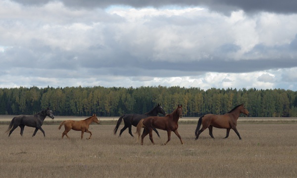 Прикрепленное изображение: IMGP7961.jpg