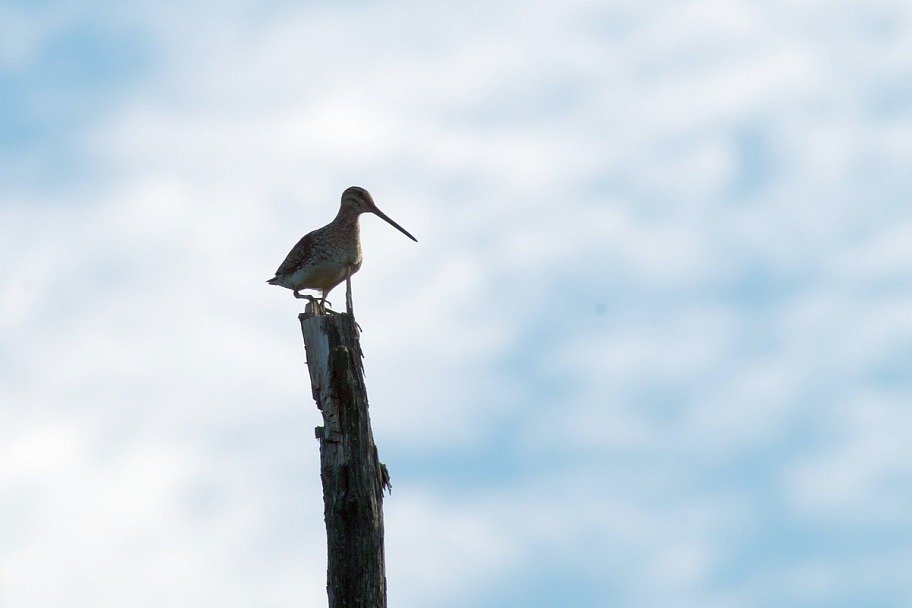 Прикрепленное изображение: Birds_06_21_0008.JPG