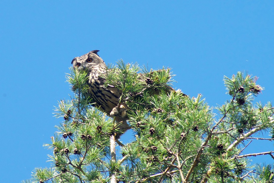 Прикрепленное изображение: Birds_06_21_0015.JPG