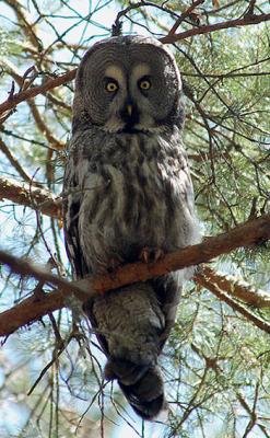 Прикрепленное изображение: Strix.jpg