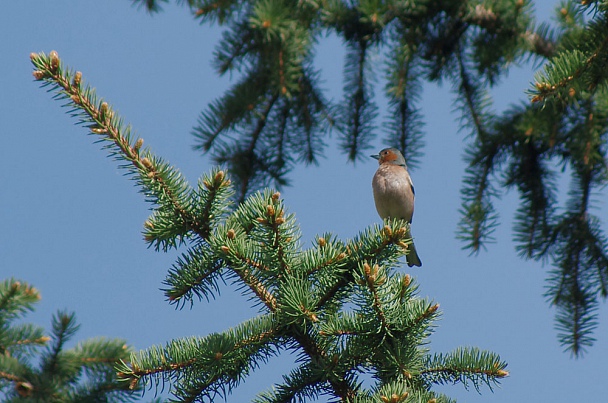 Прикрепленное изображение: IMGP1432-01.jpg