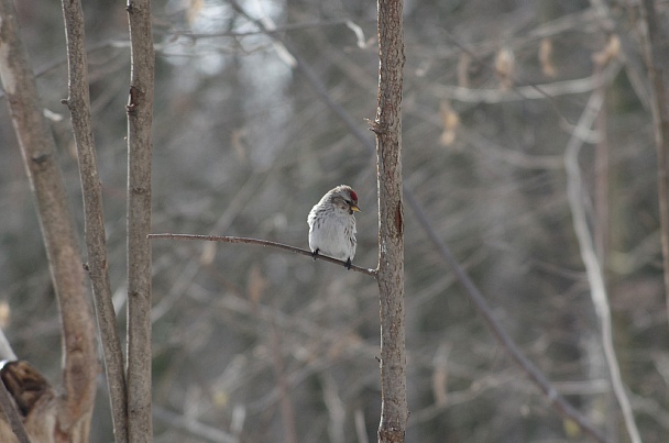 Прикрепленное изображение: IMGP6445-01.jpg