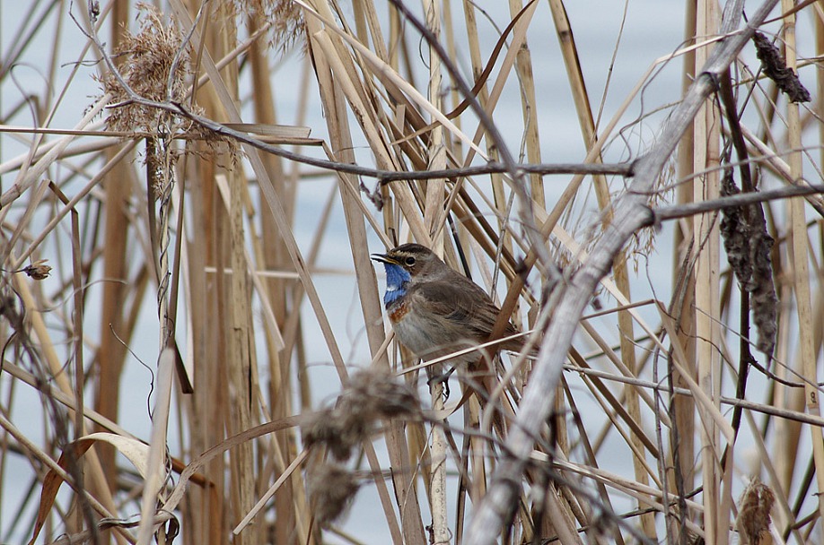 Прикрепленное изображение: IMGP7808-01.jpg