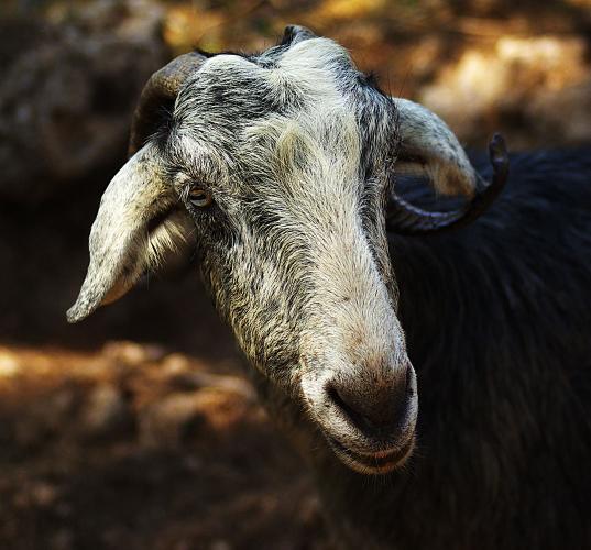 Прикрепленное изображение: Портрет козы.jpg