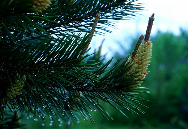 Прикрепленное изображение: DSC03353.JPG
