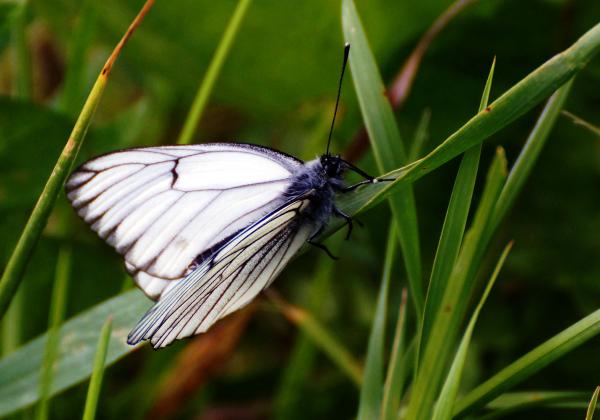Прикрепленное изображение: Белокрылая бабочка.jpg