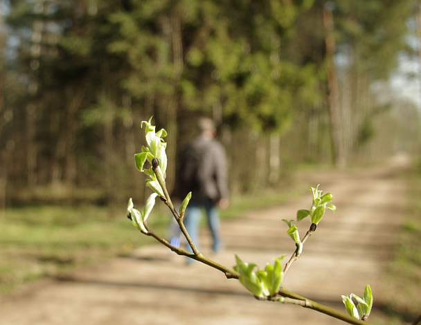 Прикрепленное изображение: Spring_1.JPG