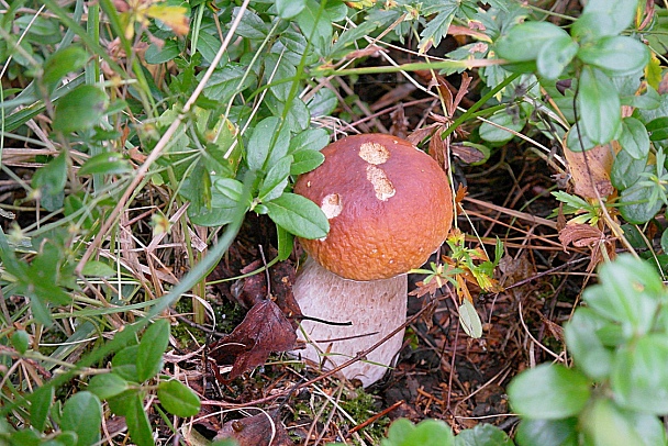 Прикрепленное изображение: SAM_1408270002_crop_res25.jpg