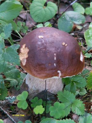 Прикрепленное изображение: PICT1471_res50_res.jpg