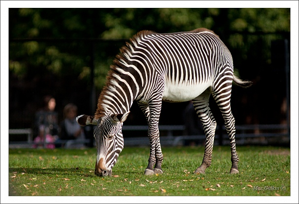 Прикрепленное изображение: Zebra.jpg