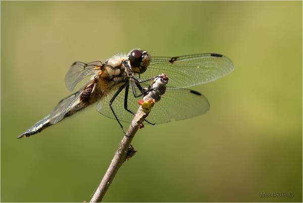 Прикрепленное изображение: Dragonfly-08.jpg