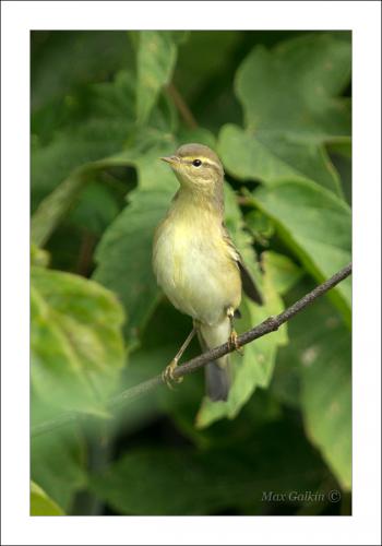 Прикрепленное изображение: Willow Warbler.jpg