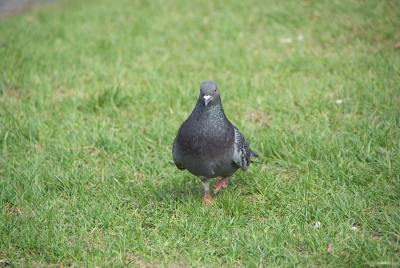 Прикрепленное изображение: pigeon.jpg