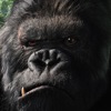 kong фотография